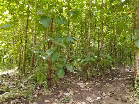 Row Of Teak Trees On The Edge Of The Forest Stock Photo Image Of
