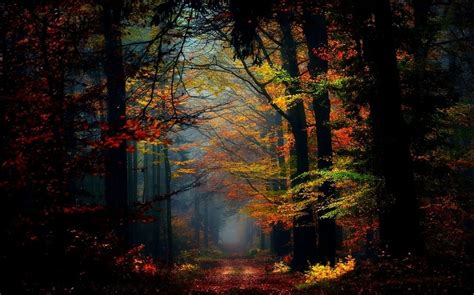 Wallpaper 1230x768 Px Atmosphere Colorful Fairy Tale Fall Forest