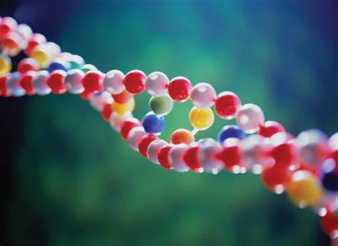 Em Genetica O Cruzamento Teste é Utilizado Para Determinar
