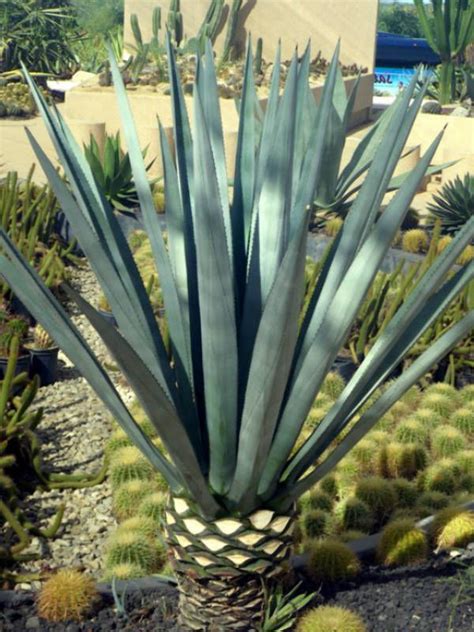 Cactus plant facts you probably know the cactus as a spiky green plant that grows in the desert. Agave tequilana (Blue Agave) | Succulent landscaping ...
