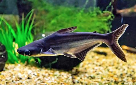 Types Of Freshwater Aquarium Sharks Central Pets And Aquariums