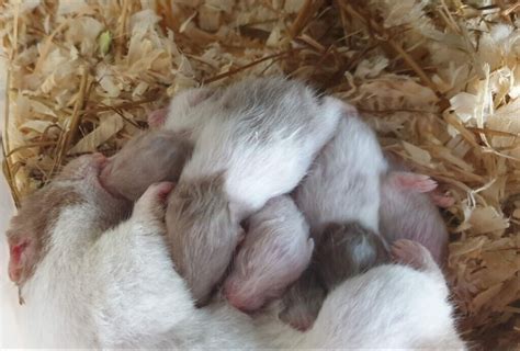 Baby Syrian Hamsters Born 3rd May 20 In Edgware London Gumtree