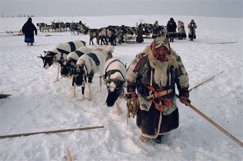 A Nenets Woman Leads Her Draught Reindeer During The Spring Migration