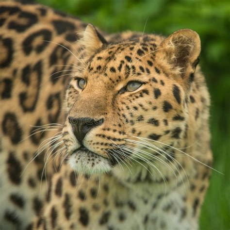 Stunning Jaguar Panthera Onca Prowling Stock Photo Image Of Dangerous