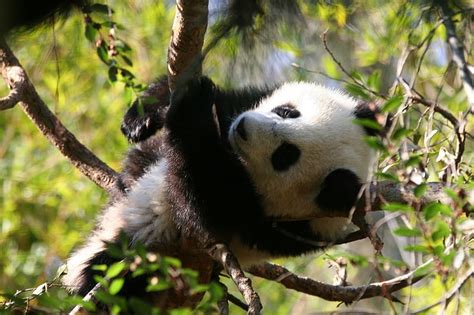 Free Download Tree Climbing Panda Forest Climbing Trees Hd