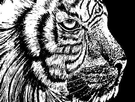 Black And White Tiger Illustration By Swati Goyal On Dribbble