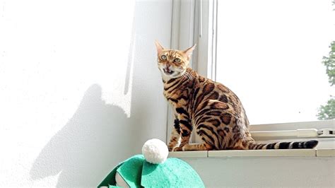 Bengal Cats Are Vocal As Ever Chirping And Meows Of Happiness Youtube