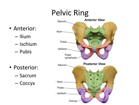 Pelvic Trauma Emottawa