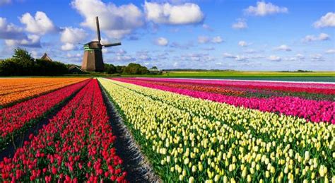 When you are searching for a flower export company, there are some criteria you should check. Excellent Tours & Carservice (Amsterdam) - 2020 Alles wat ...