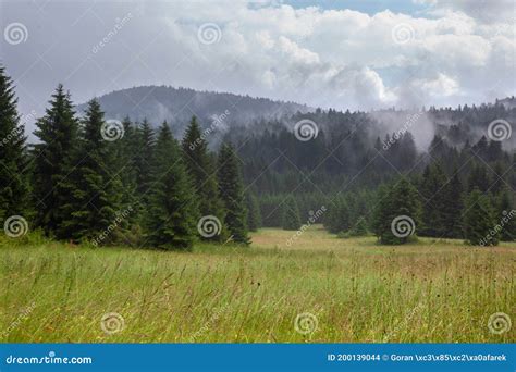 A Grassland And A Coniferous Forest In Fog Stock Photo Image Of