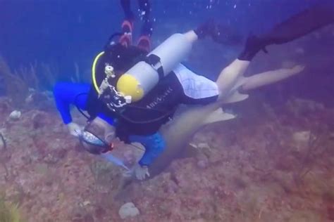 Diver Gets In Fight With Shark After Cheeky Predator Tries To Steal The