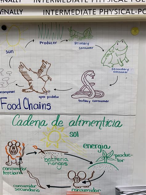 Ecosystems Food Chains Anchor Chart Food Chain Food Chain Activities
