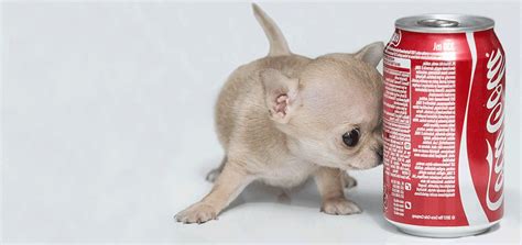 Toudi The Worlds Smallest Dog Is Obviously A Chihuahua