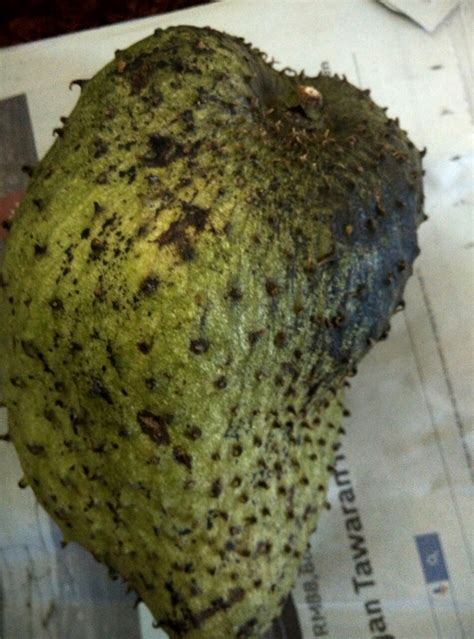 Khabar angin daun durian belanda. Warisan PESAGI: Buah durian belanda yang saya beli