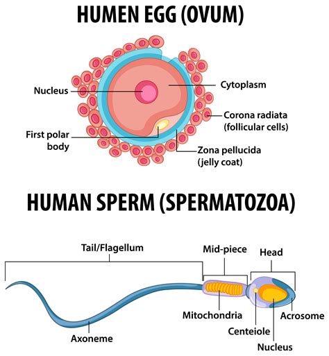 Human Egg And Human Sperm Health Education Infographic 1429782 Vector