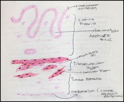 Gastrointestinal System