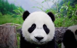 Cute Panda Bears Hd Wallpapers Desktop Wallpapers