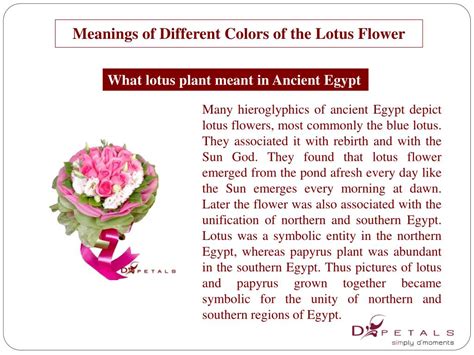 Lotus Flower Symbolism Egypt Best Flower Site