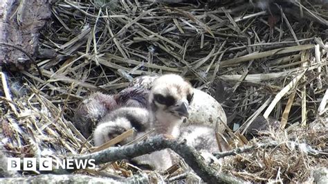 Final Osprey Chick Hatches At Loch Of The Lowes Reserve Bbc News