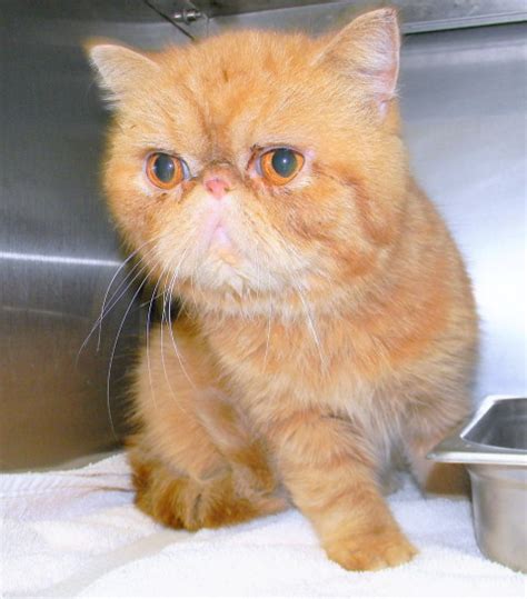 Mr Miggs Exotic Shorthair Red Exotic Shorthair Specialty Purebred