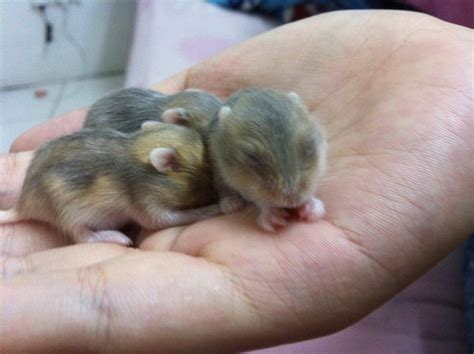 Short Dwarf Hamster Baby Hamsters Sold 7 Years 6 Months Rare Argente