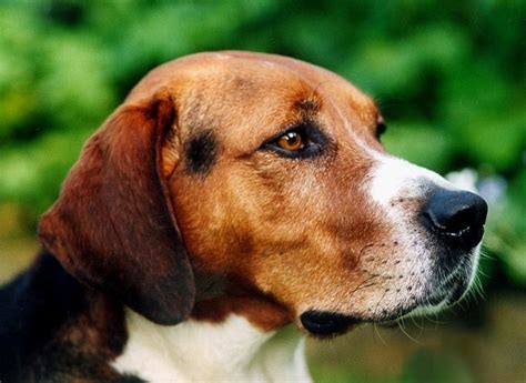 Developed as a hunting hound in sweden, the hamiltonstövare remains a popular scenthound in its homeland. Experience with the Hamiltonstövare | Dog breeds, Purebred ...