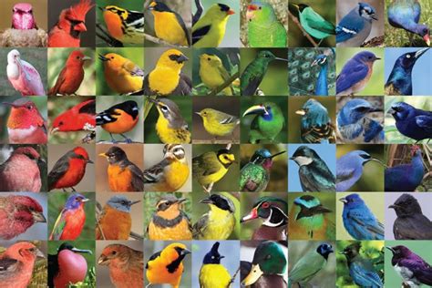 How Birds Make Colorful Feathers All About Bird Biology The Cornell Lab