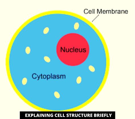 Explaining The Cell Structure Cell Membrane Cell Structure Plasma