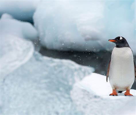 Gentoo Penguin Video Bing Wallpaper Download