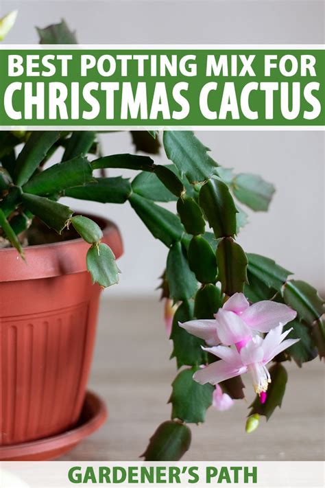 Aerial roots on epiphytes are not a sign of underwatering. Best Potting Mix for a Christmas Cactus | Gardener's Path