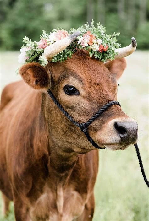 Download Farm Animal Cattle With Flower Crown Wallpaper