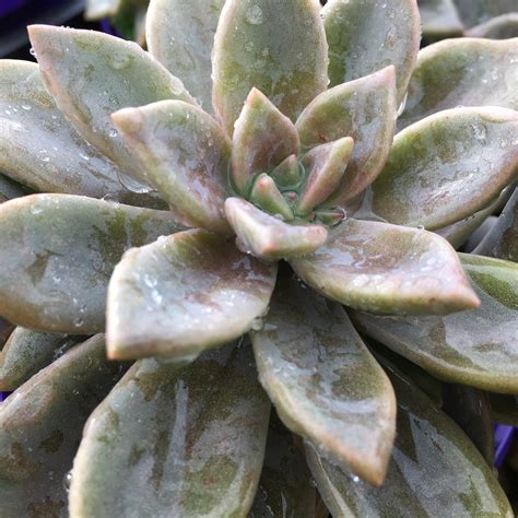 Graptopetalum Paraguayense Common Name Ghost Plant Mother Of Pearl Mm Pot Dawsons