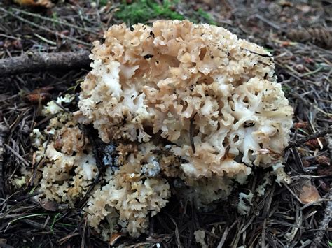 (singular fungus) are a kingdom of eukaryotic organisms. Cauliflower Fungus