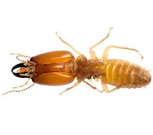 Nonetheless, termites and treatments sometimes vary with locale, so you may also want to consult your local cooperative extension service about specific recommendations for your area. Termites - Dewey Pest Control
