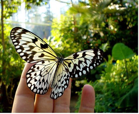 Awesome Butterflies Butterflies Photo 17033410 Fanpop