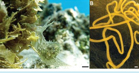 Figure 1 From The Embryonic Life History Of The Tropical Sea Hare