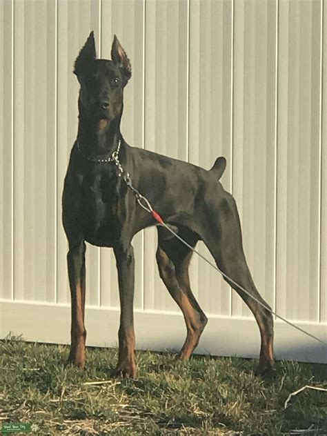 Puppies coming soon next week im inspected the 26 or 27 black rust european and american located in raleigh nc 9192355926 star taking waiting list. Stud Dog - 3 Year Old Black/ Rust Doberman Pinscher ...