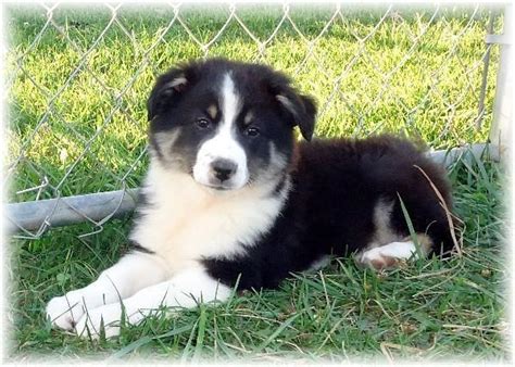 Australian shepherd · henagar, al. ACA AUSTRALIAN SHEPHERD PUPPY-BLACK TRI MALE for Sale in ...
