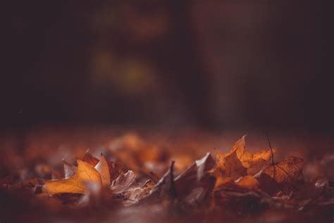 Leaves Fall Autumn Blur Close Up Photography Autumn Quotes Fall