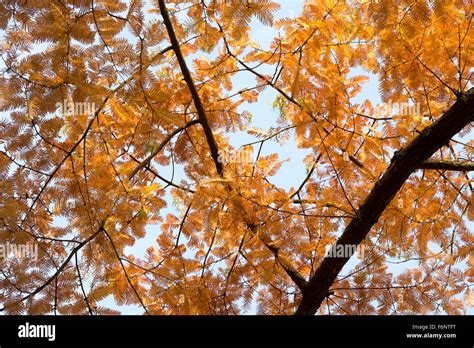 Metasequoia Glyptostroboides Dawn Redwood Tree Leaf Pattern Im Herbst