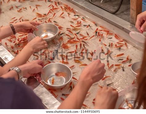 Photo De Stock Goldfish Scooping Traditional Japanese Fishing Game