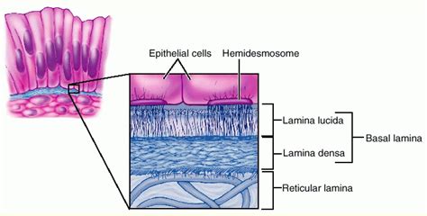 The major components of all basement membranes are laminin, collagen iv, entactin/nidogen, and sulfated proteoglycans. God's Fingerprint: The Special Molecule Inside You ...