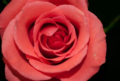 Free Images Blossom Flower Petal Bloom Red Pink Close Up