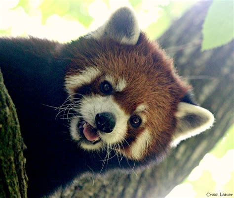 Binary installers | source repository | issues & ideas | q&a support | mailing list. Saving Red Pandas - Cincinnati Zoo & Botanical Garden®
