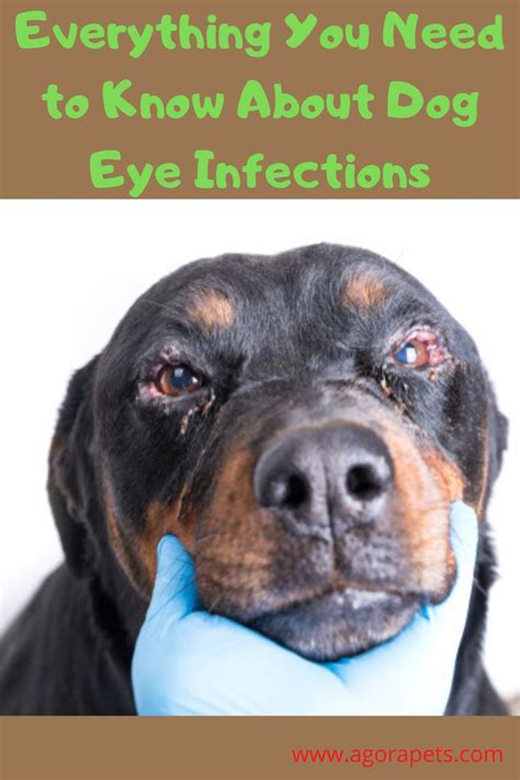 Curing Dog Eye Infection At Home America Billiot