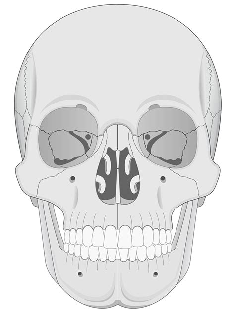 Human Skull Anatomy Anterior View Illustrations Human Bio Media
