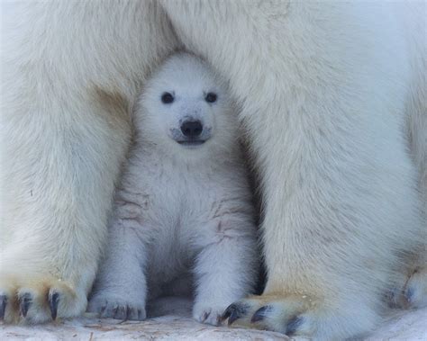 Polar Bear Breeding Mating Gestating Birthing And More