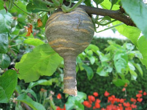 Relocate a small wasp nest colony. Really Random Garden: Something in my soffit