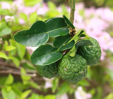 Maybe you would like to learn more about one of these? Spotlight on Spice: How to Grow a Kaffir Lime Tree ...