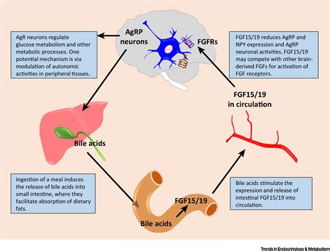 hypothalamic sensing of bile acids a gut feeling trends in endocrinology and metabolism